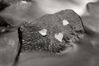 Aspen Leaves, Lee Vining, California, 2010