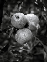 Apples, Snowmass, Colorado 2003