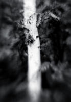 Aspen & Berries, Aspen, Colorado 2011