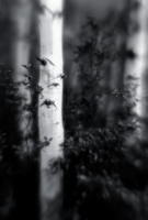 Aspen, Night, Aspen, Colorado 2011