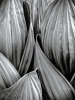 Corn Lily Forms, Maroon Bells Wilderness, Colorado 2006