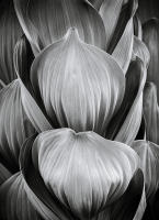 Corn Lily, Maroon Bells, Aspen Colorado 2006