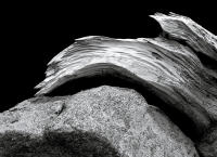 Bristlecone Root, Mt. Goliath, Colorado 2009