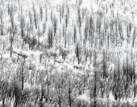 Burned Forest, Winter, Mesa Verde, Colorado 2000