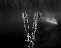 Chatfield Study XVIII, Denver, Colorado 2006