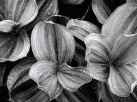 Corn Lily in Rain, Grand Mesa, Colorado 2000