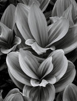 Corn Lily, Grand Mesa, Colorado, 2000