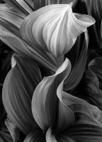 Corn Lily, Aspen, Colorado 2006