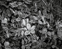 Frosted Clover, Delores River Canyon, Colorado, 