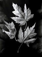 Maple Leaves, Parker, Colorado 2011