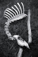 Winter Kill, Kenosha Pass, Colorado 2009