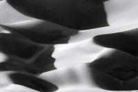 Dune Study XIX