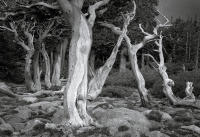 Bristlecone Study XXX, Mt. Goliath, Colorado 2005