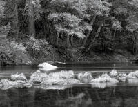 Evening Light, Merced River, California 2008