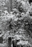 Fall, Yosemite National Park, California 2008
