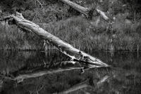 Fallen, Black Hills, South Dakota 2015