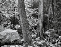 Forest, Happy Isles, Yosemite Park, California 2008