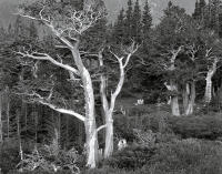Last Light, Mt. Goliath, Colorado 2013