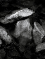 Roaring Fork Abstract, Independence Pass, Colorado 2001