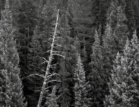Skeleton Tree, Kebler Pass, Colorado 2013