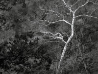 Sycamore Along Honey Creek, Oklahoma 2015