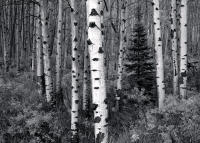 Aspen In Rain, Aspen, Colorado 2007