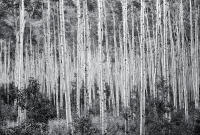 Aspen Sea, Independence Pass, Colorado 2012