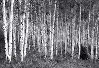 Morning Light, Sylvan Lake, Colorado 2009