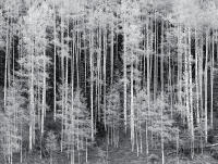 Aspen, Fall, Delores River Canyon, Colorado 2006
