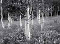 Soft Light, Wet Mountains, Colorado 2015