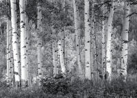 Dawn, Maroon Bells Wilderness, Colorado 2011