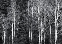 Fall, Rio Grande Valley, Colorado 2015