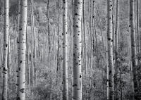 Fall Light, Aspen, Colorado 2013