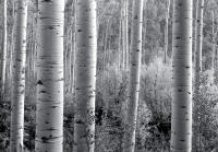 Evening Glow, Independence Pass, Colorado 2011