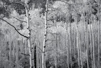 Fall, Independence Pass, Colorado 2011