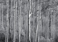 Forked Aspen, Evening, Independence Pass, Colorado 2010