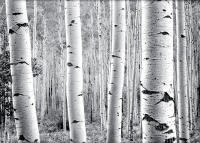 Four Aspen, Colorado 2008