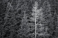 Spring, Squaw Pass, Colorado 2014