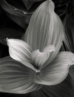 Corn Lily, Western Sierra, California. 2019