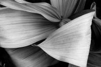 Corn Lily with Folded Leaf, Sierra Nevada, California 2019