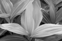 Corn Lily, Sequoia National Park, California 2019