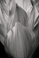 Corn Lily, Soft Light, California, 2019