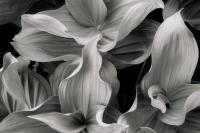 Corn Lily Group, California, 2019