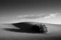 Dunes, First Light, Death Valley, California, 2019