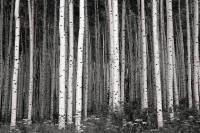 Early Light, Castle Creek Canyon, Colorado 2021