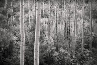 Evening On Independence Pass, Colorado, 2021