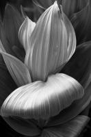 Corn Lilly, Evening, Pearl Lake, Colorado 2026